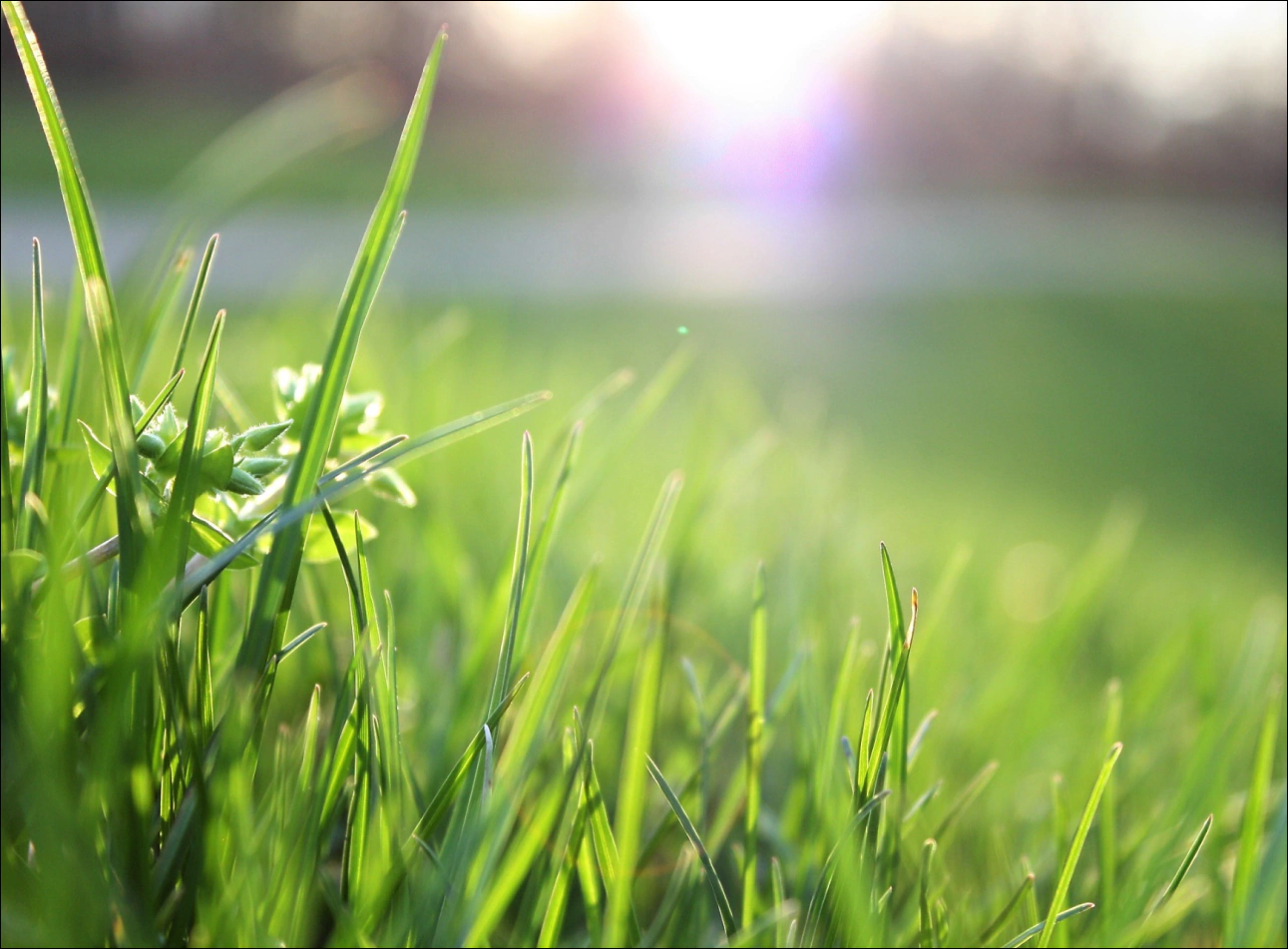 grass closeup